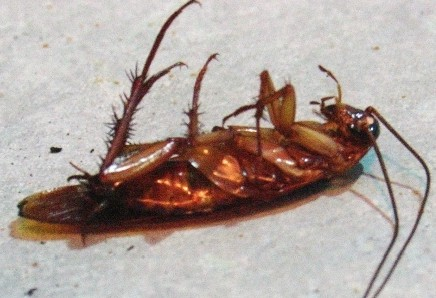 国际资讯：3只蟑螂尸体拍价达数百万