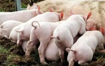 国改委：9月8日投放今年第一批中央冻猪肉储备措施