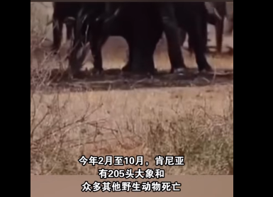 非洲肯尼亚数百头大象奇异死亡