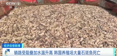 受日核污排海影响，韩国石斑鱼大量死亡！